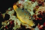 Sharpnose puffer picture