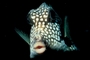 Smooth trunkfish picture