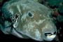 Starry puffer picture