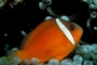 Tomato clown fish picture