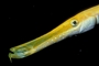 Trumpetfish picture