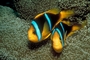 Two bar anemone fish picture