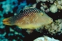 Valentibe puffer picture