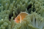 White striped anemone fish picture