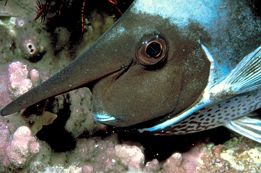 Unicorn fish