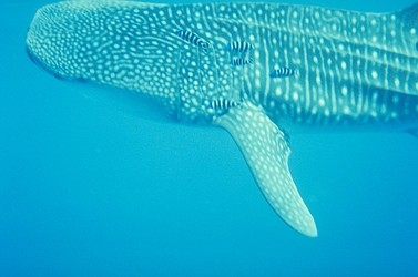 Whale shark