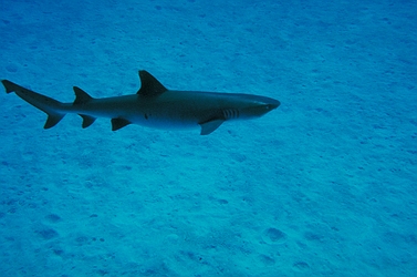 White Tip reef shark