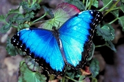 Blue morpho Magnet