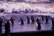 Chinstrap penguin Magnet