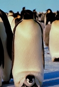 Emperor penguin Magnet