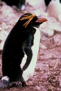Macaroni penguin Magnet