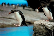 Rock hopper penguin Magnet