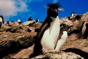 Rock hopper penguin Magnet