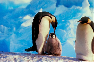 Emperor penguin
