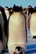 Emperor penguin picture