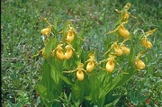 Ladyslipper Orchid Magnet