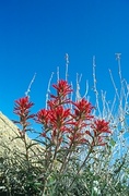 Paintbrush Magnet