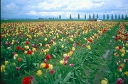 Tulip Magnet