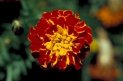 Marigold Magnet
