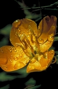 Yellow Flower Magnet