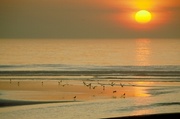 Big Yellow Sun Magnet