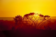 Bright Yellow Sunset Magnet
