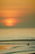 Dog in Surf Magnet