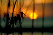 Hazy Sunset Magnet