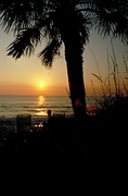 Palm Fronds Over Sunset Magnet