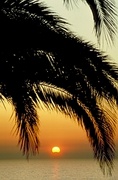 Palm Tree Sunset Magnet