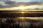 Sunset and Dunegrass Magnet