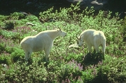 Mountain Goat Magnet