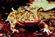 Argentinean Horned frog Magnet