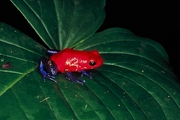 Arrow-poison frog Magnet