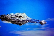 Crocodile Magnet