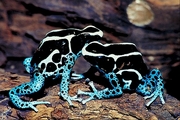 Dyeing Poison-Dart frog Magnet