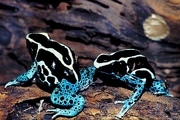 Dyeing Poison-Dart frog Magnet