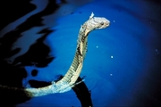 King cobra Poster