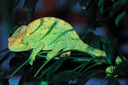 Parson's chameleon Poster
