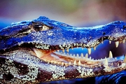 Smiling Cayman Magnet