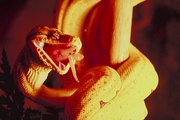 Tree python Poster