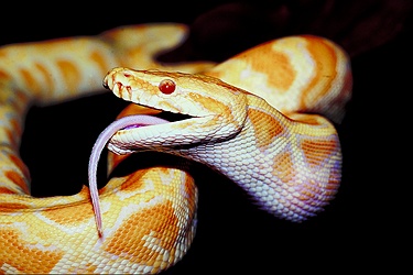 Burmese python