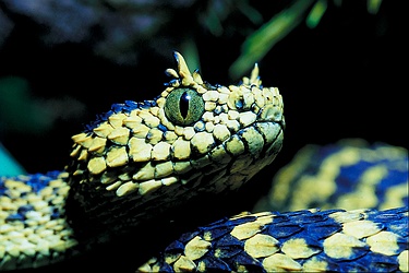 Usambara Mountain viper