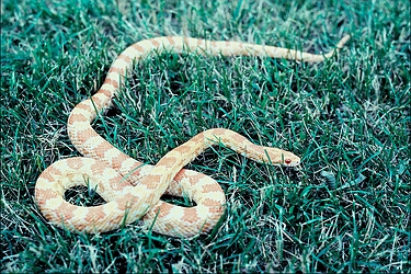 Albino eastern milk snake