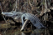 Alligator Magnet
