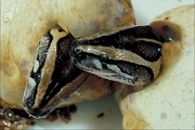 Burmese python Poster
