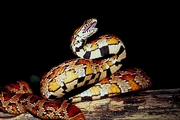 Corn snake Magnet