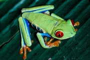 Red-eyed tree frog Magnet