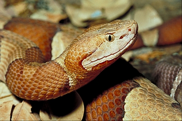 Broad-banded copperhead