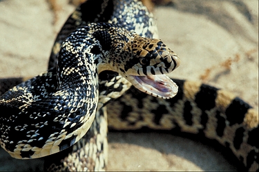 Bullsnake